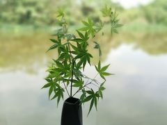 -木守西溪溪隐餐厅