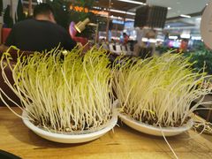 鲜豆苗-好彩猪肚鸡(正弘城店)