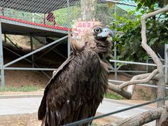 -西霞口神雕山野生动物世界