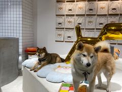 -柴务处·柴犬主题狗咖