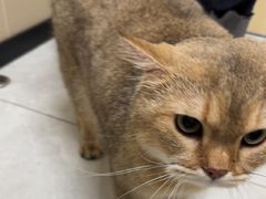 -安安宠医宠物医院·异宠·犬猫内科(岳阳分院)