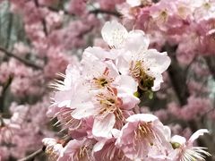 -顾村公园