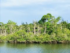 -东寨港红树林旅游区