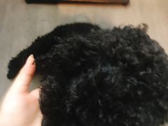 -蜜蜂小象·榴莲千层蛋糕(时代汇11栋店)