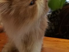 -more than meow吴止猫主题餐厅(承德 中船汇店)