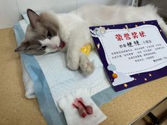 -瑞派宠物医院·内科·软组织·绝育中心(沈阳八纬路分院)