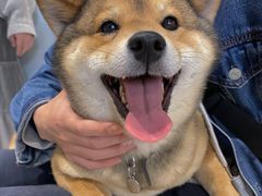 -柴务处·柴犬主题狗咖