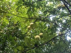 -白塘生态植物园