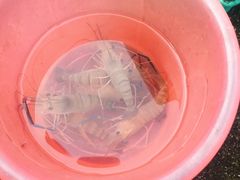 -小象钓虾·营地烧烤(洛溪店)