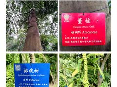 -中国科学院西双版纳热带植物园