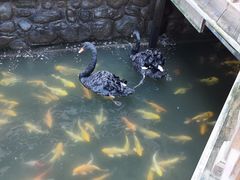 -南宫五洲植物乐园