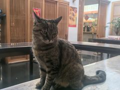 -龙华素斋(龙华路店)