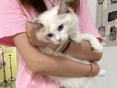 -团子家猫咪猫咖馆·柯基·柯尔鸭
