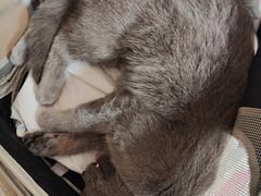 -爱侣·安琦尔宠物医院·中兽医针灸·心内科·狂犬免疫点(宝山区院)