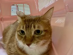 -瑞鹏宠物医院·骨科·猫科·内科(第一中心)