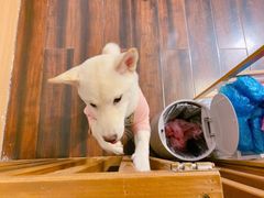 -豆柴町-柴犬主题狗咖(红鼎国际C座店)