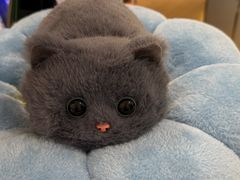 -鹰巢数码·EAGLE’S NEST(SKP店)