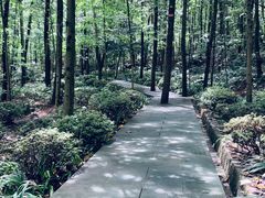 -铁山坪森林公园