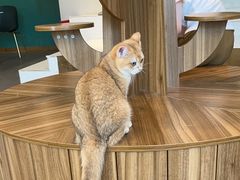 -飞行喵MR PILOT|猫舍·猫咖(静安大融城店)