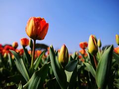 -大宁郁金香公园-停车场