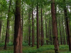 -黄海国家森林公园