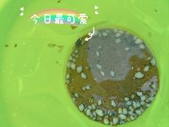 -碧海金沙