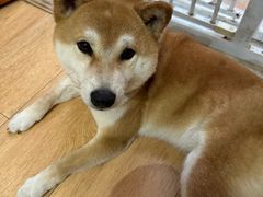 -是阿柴呀！柴犬咖啡·爱喵喵猫咖