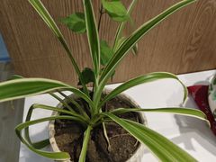 -苏宁易购(上海沪太路二店)