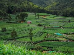 -龙坞茶村