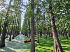 -渌洋湖湿地公园
