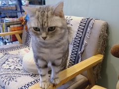 -平行世界·猫咖(首经贸店)