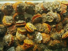 -龙溪海鲜酒家(溪涌店)