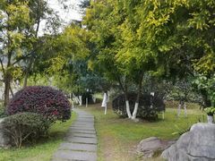 -铁山坪森林公园