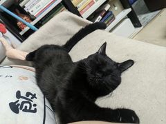 -纳吉亚猫专科动物医院·北北分院