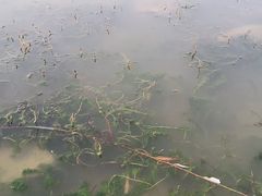 -绿堤公园