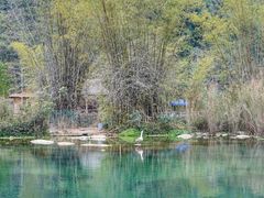 -靖西鹅泉风景区