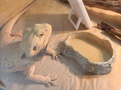 -喵园·猫主题咖啡厅·撸猫·猫咖(国贸店)