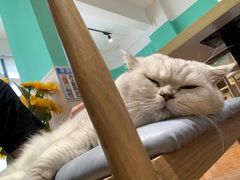 -绒爪撸猫下午茶·猫咖