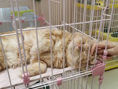 -藏猫猫咖啡主题馆(中央大道店)