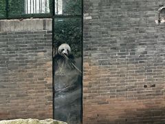 -都江堰中华大熊猫苑