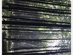-山王坪喀斯特国家生态公园