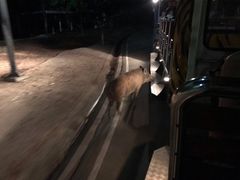-清迈夜间动物园