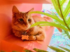 -藏猫猫咖啡主题馆(中央大道店)