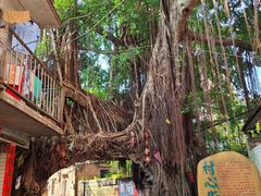 -江门古劳水乡旅游区