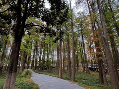 -月湖风景区