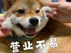 -逗柴咖啡屋·狗咖猫咖宠物桌游