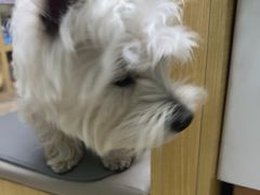 -美联众合动物医院·24h转诊中心