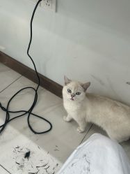 -镁连社·美联社