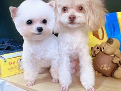 -黛汀烘焙DAINTY BAKERY(代字行合生汇店)