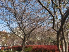 -高东镇樱花园